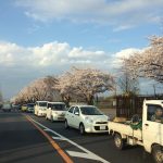 桜の季節