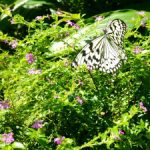 ぐんま昆虫の森