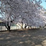 桜が見頃です
