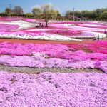 芝桜が見頃です