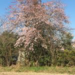 何桜かな？