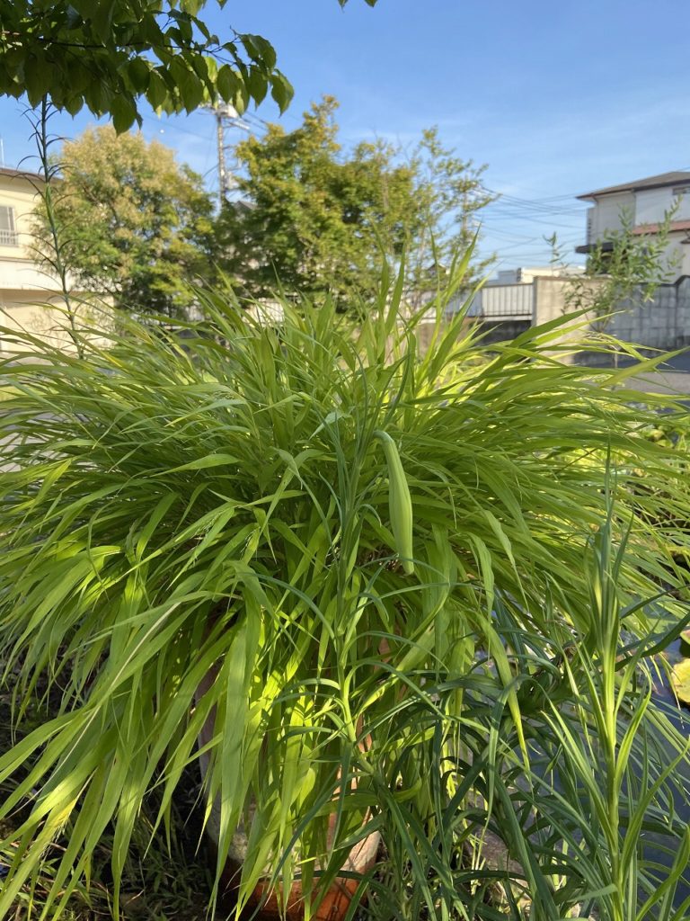 埼玉県東松山市で薪ストーブや自然素材を使った木の家のおしゃれな新築注文住宅を建てるなら小林建設