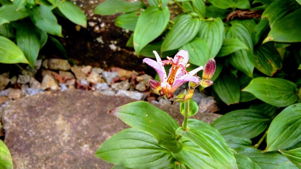 群馬県富岡市で薪ストーブや自然素材を使った木の家のおしゃれな新築注文住宅を建てるなら小林建設 