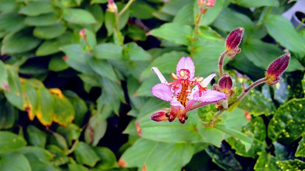 群馬県富岡市で薪ストーブや自然素材を使った木の家のおしゃれな新築注文住宅を建てるなら小林建設 