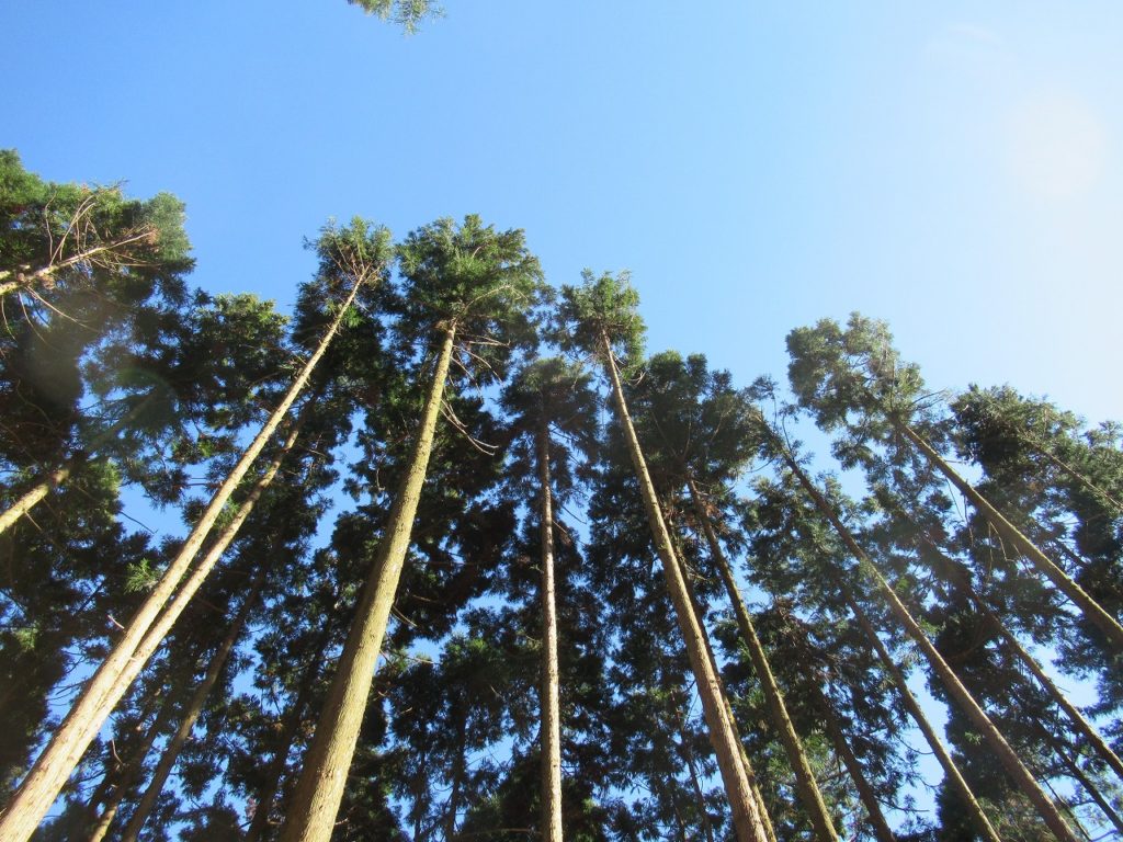 埼玉県東松山市で薪ストーブや自然素材を使った木の家のおしゃれな新築注文住宅を建てるなら小林建設 