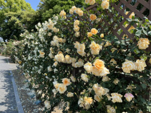 敷島公園バラ園の中に咲いている黄色いバラの写真