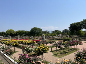 敷島公園バラ園の全体の写真