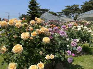 敷島公園バラ園の中に咲いているバラたち