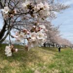 こだま千本桜　