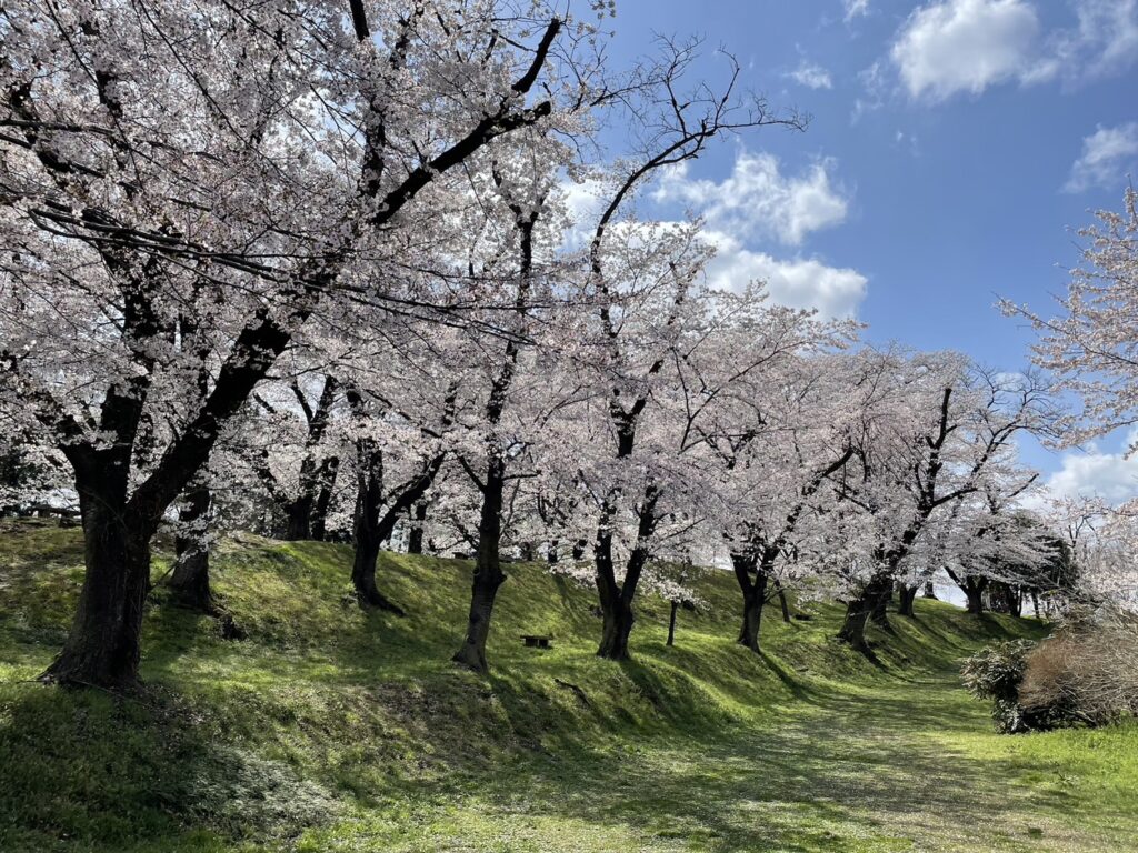 桜