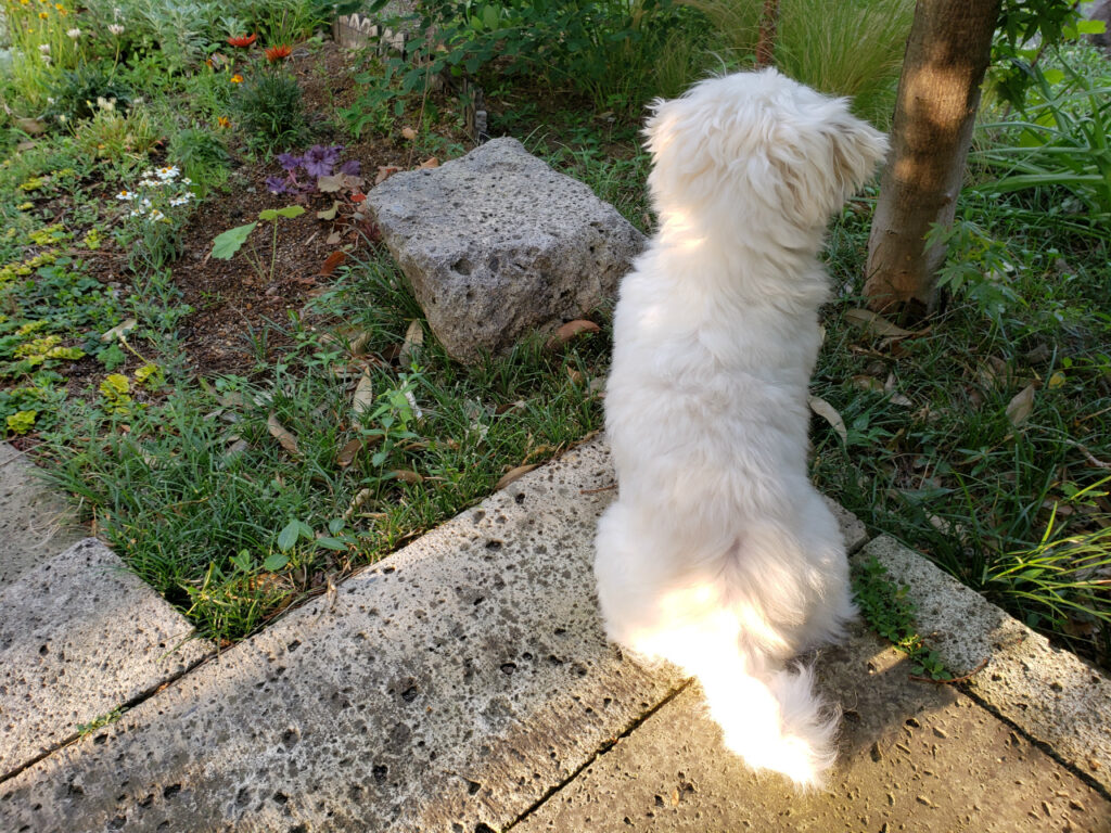 庭と犬