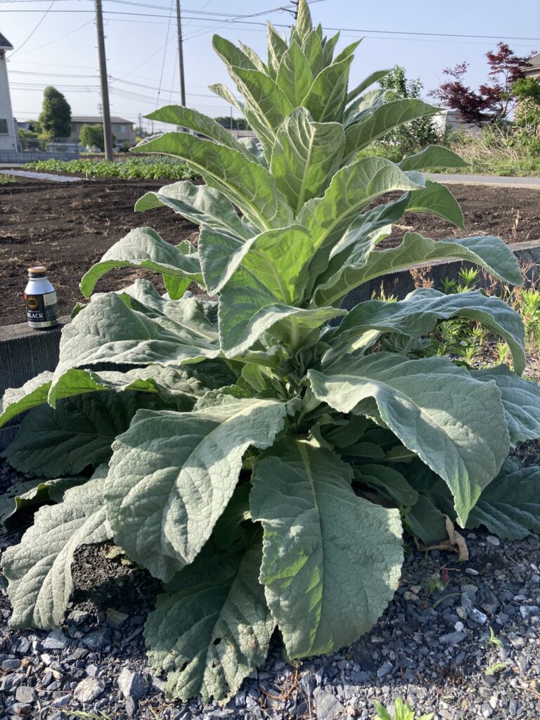 とてもおおきな植物