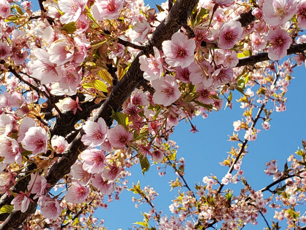 満開の桜