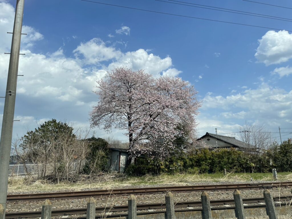 桜