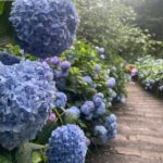 紫陽花の季節