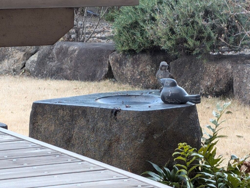 ぼっちの水鳥