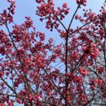 寒緋桜