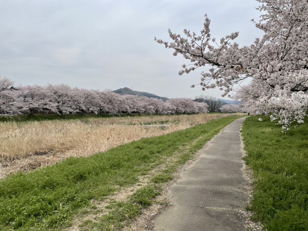 こだま千本桜