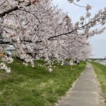 桜の季節