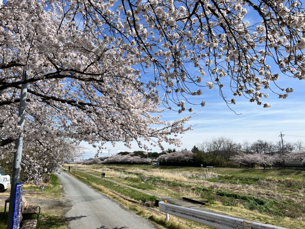 児玉千本桜