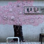 壁面に桜が満開