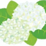 アナベル