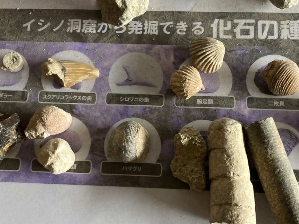 本物の化石