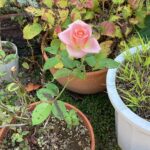 そうだ　コバケンへ行こう