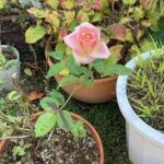 そうだ　コバケンへ行こう