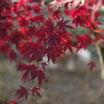 「山もみじ」と「さざれ石」