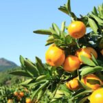 藤岡でみかん狩り