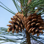 松ぼっくりがあったとさ