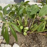 クリスマスローズ