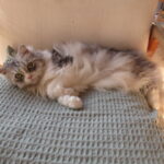 目隠しフェンス設置