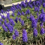 儚桜(はかなざくら)・徒桜(あだざくら)