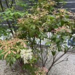 栖の杜　春の庭