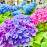 紫陽花の季節です