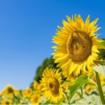 夏季休暇のお知らせ