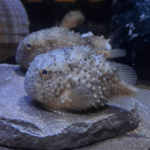 深海水族館