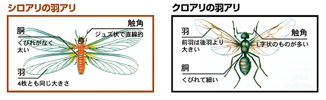 シロアリの羽アリとクロアリの羽アリ