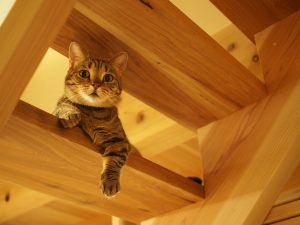 フォトコンテスト, 感謝祭, コバケン感謝祭, 小林建設